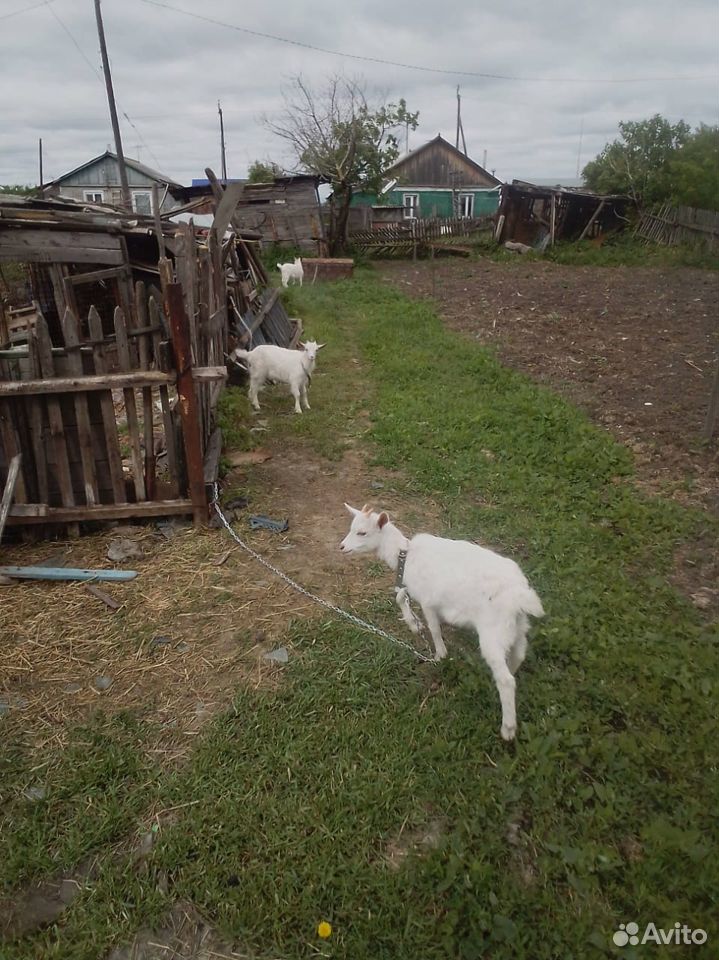 Продаются четыре козочки от молочных коз рожденные купить на Зозу.ру - фотография № 1