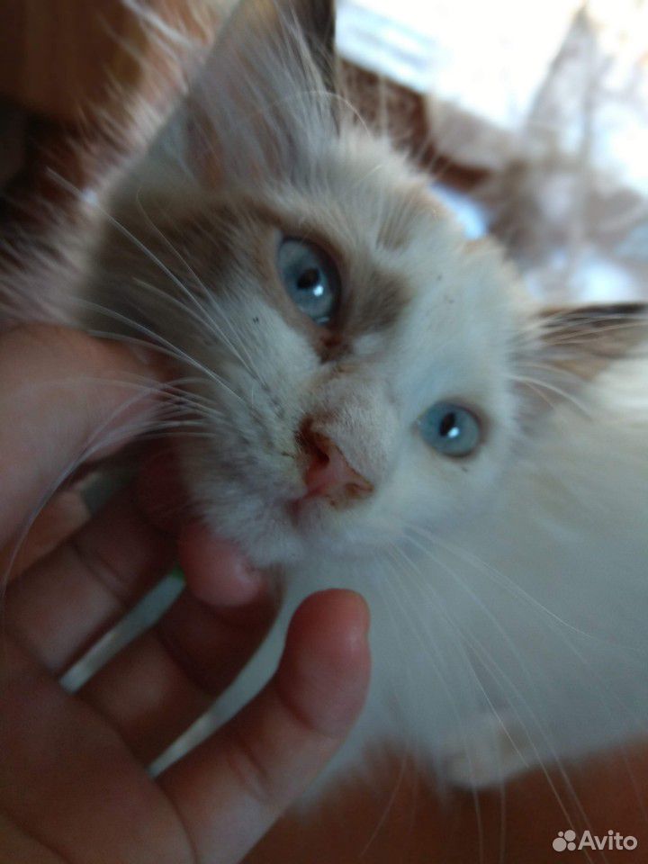 Помогите пристроить котёночка купить на Зозу.ру - фотография № 5