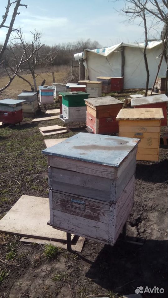 Улей с пчелами, 10 штук купить на Зозу.ру - фотография № 2