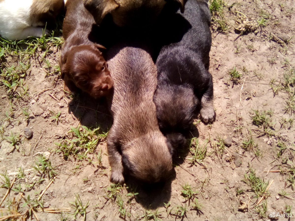 4 щенка купить на Зозу.ру - фотография № 2