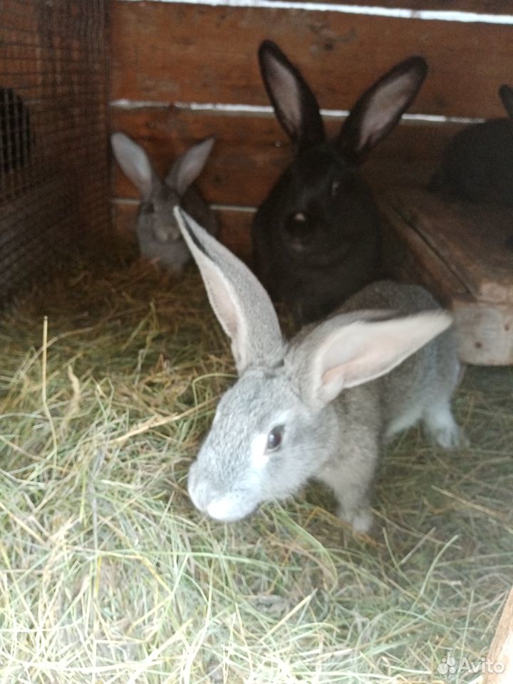 Кролики и крольчата купить на Зозу.ру - фотография № 5