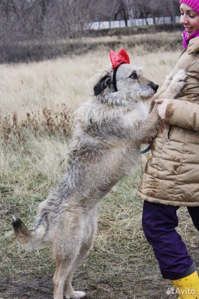 Добрая собака Тиша ждет своего хозяина купить на Зозу.ру - фотография № 6