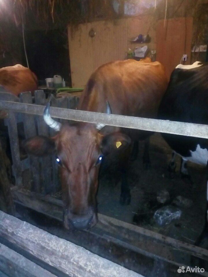 Корова и телята купить на Зозу.ру - фотография № 3