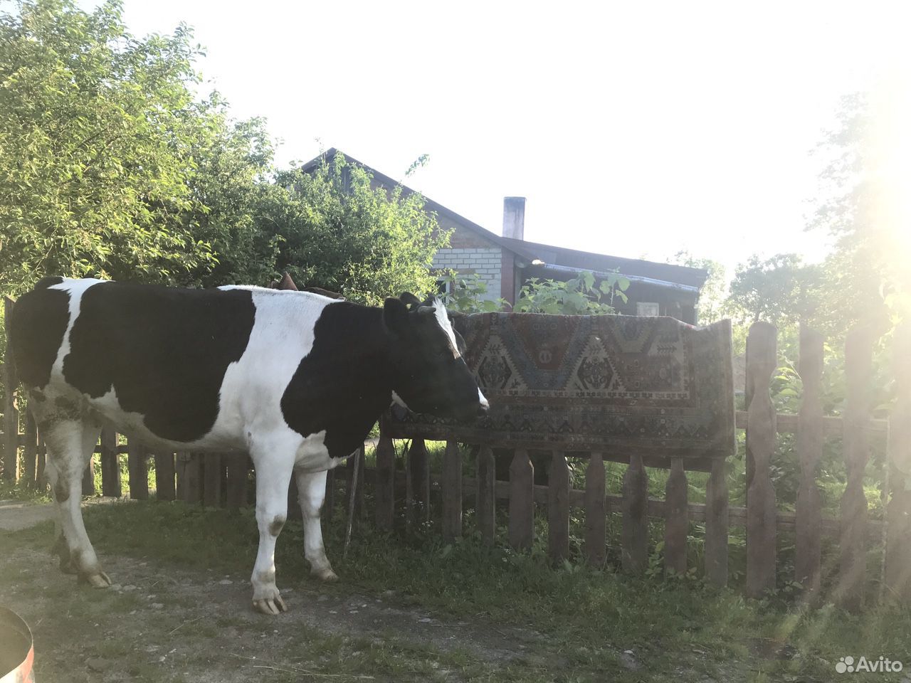 Корова 3 года и Телка 1,5года купить на Зозу.ру - фотография № 4