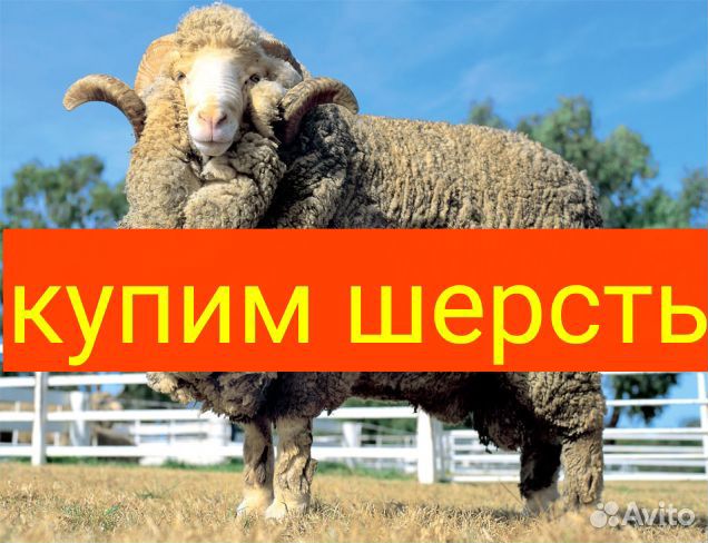 Машинка для стрижки овец купить на Зозу.ру - фотография № 1