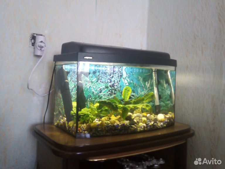 Аквариум 40 литров, риба купить на Зозу.ру - фотография № 3