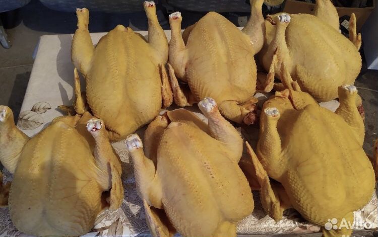 Фермерская курица купить. Фермерские желтые куры. Нур курица. Куры Халяль Ставрополья. Желтые курицы на рынке.