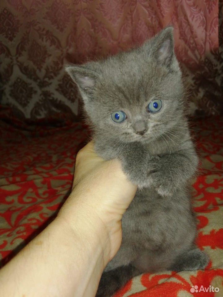 Кошка Британка купить на Зозу.ру - фотография № 1