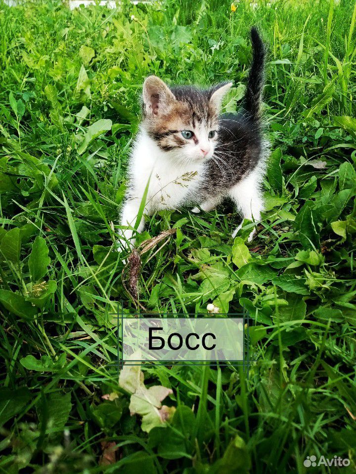 Котята в поисках дома купить на Зозу.ру - фотография № 6