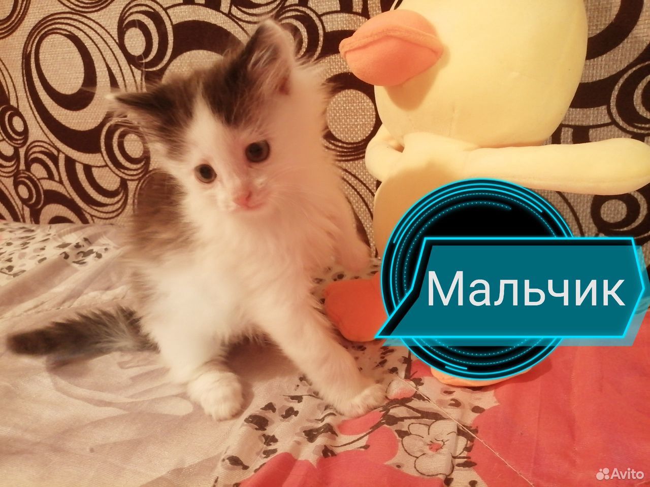 Котята от кота Сибиряка купить на Зозу.ру - фотография № 1