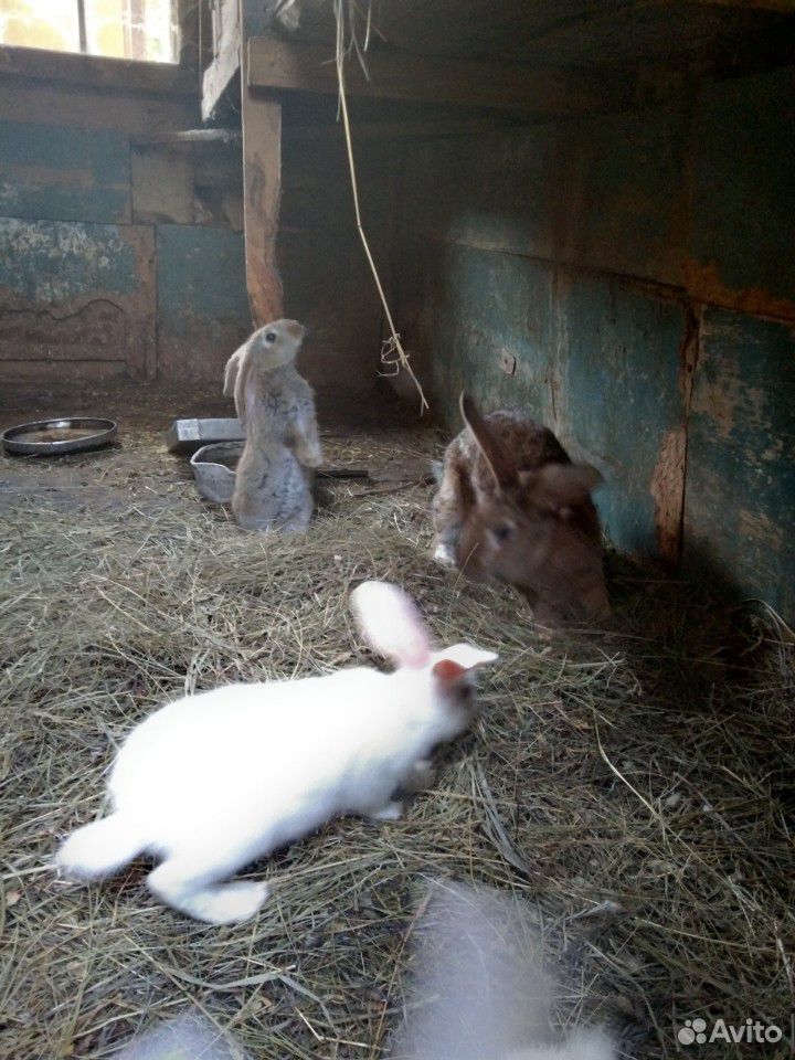 Кролик-индюк купить на Зозу.ру - фотография № 2