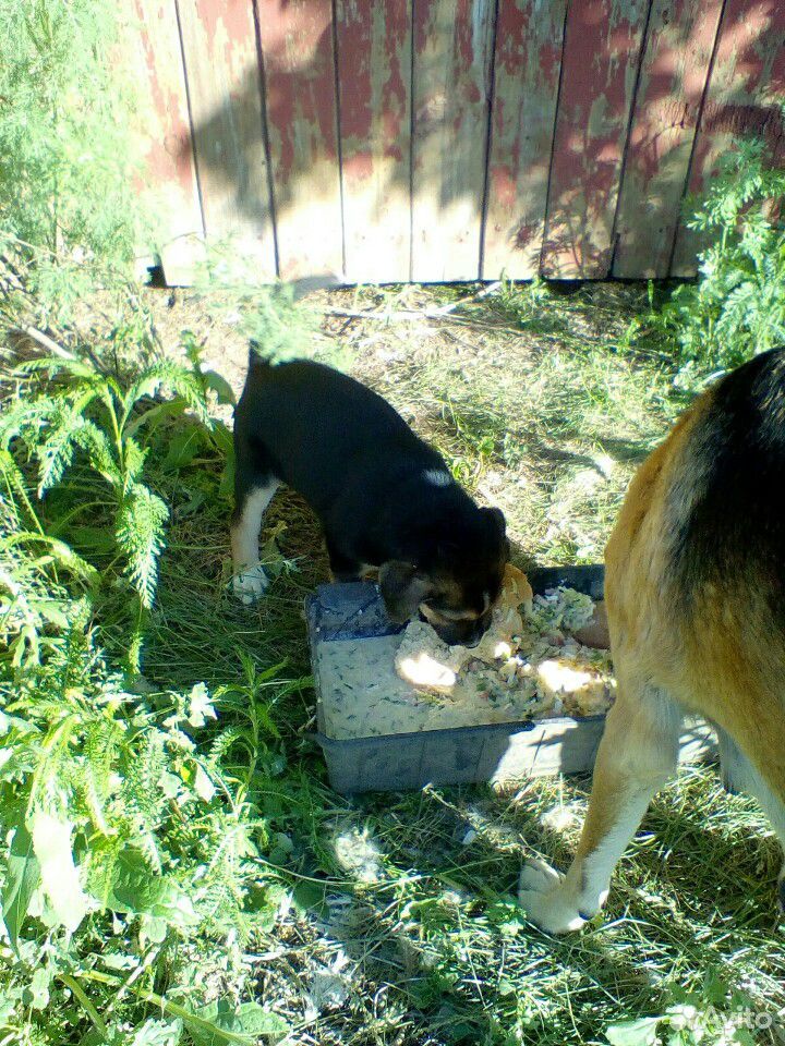 Охотничья собака с щенками купить на Зозу.ру - фотография № 4
