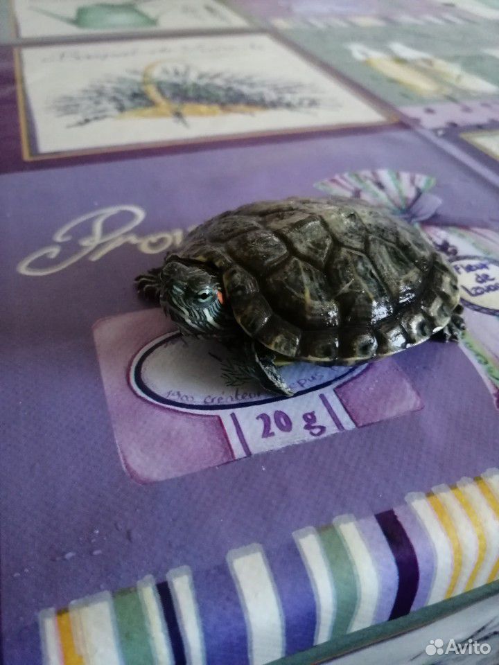 Красноухая черепаха купить на Зозу.ру - фотография № 3