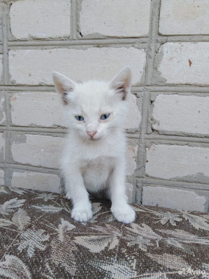 Белый кот купить на Зозу.ру - фотография № 1
