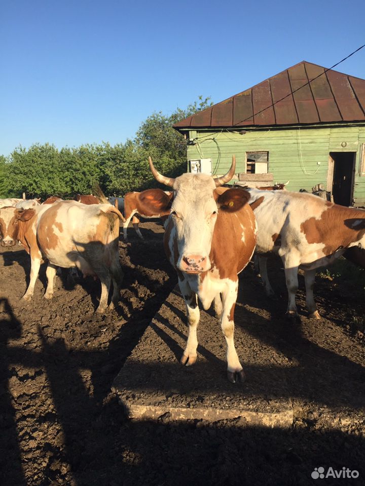 Коровы и тёлки купить на Зозу.ру - фотография № 6
