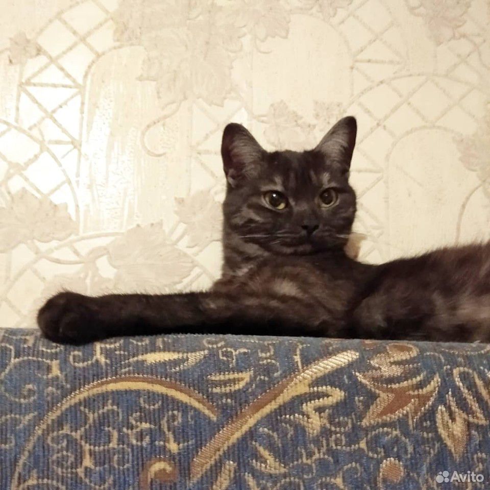 Кошка Фрея ищет дом купить на Зозу.ру - фотография № 4