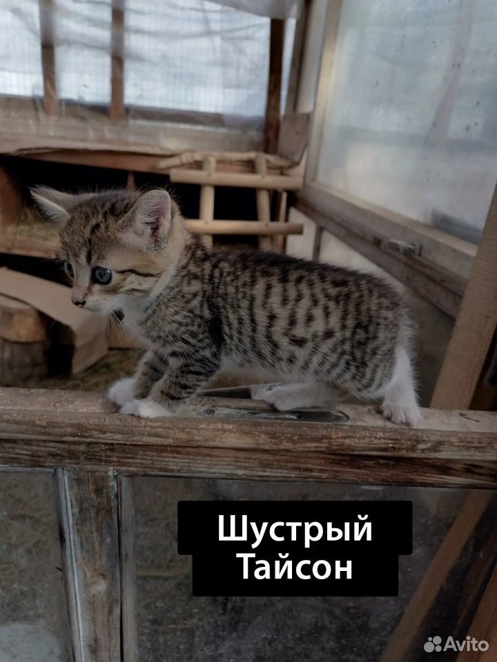 Котодруг (котята) в добрые руки, 1 мес купить на Зозу.ру - фотография № 5