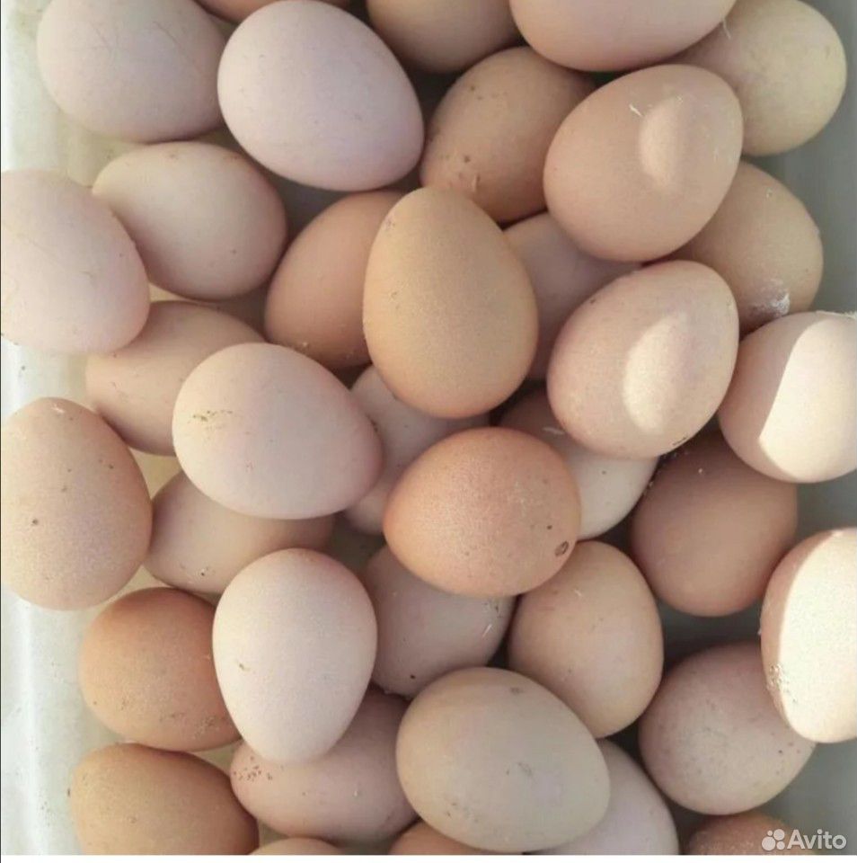 Яйцо цесарки купить на Зозу.ру - фотография № 1