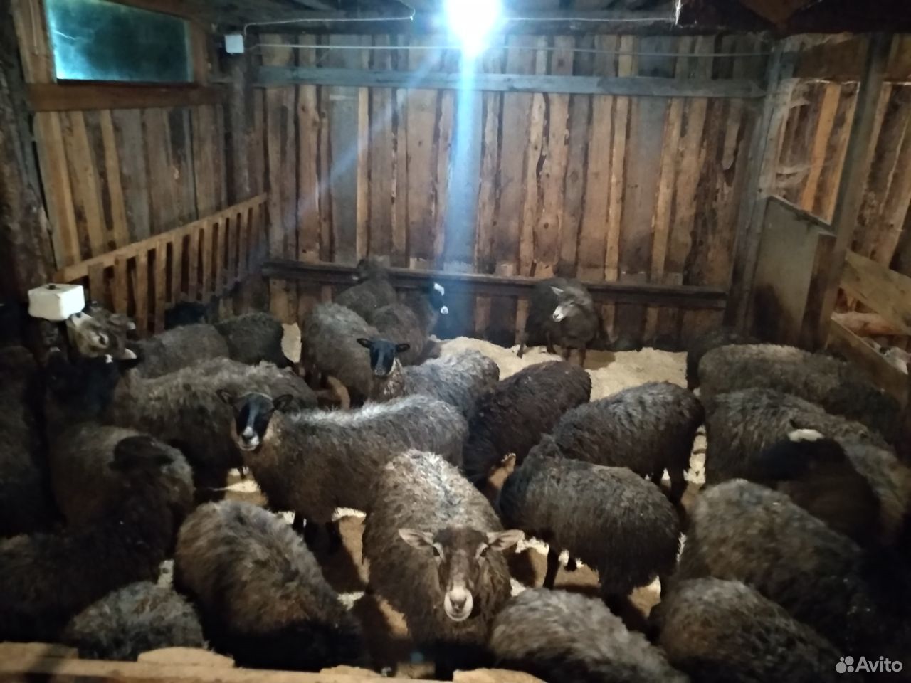 Овцы романовские, овцематки 3 года (огуляны) купить на Зозу.ру - фотография № 2