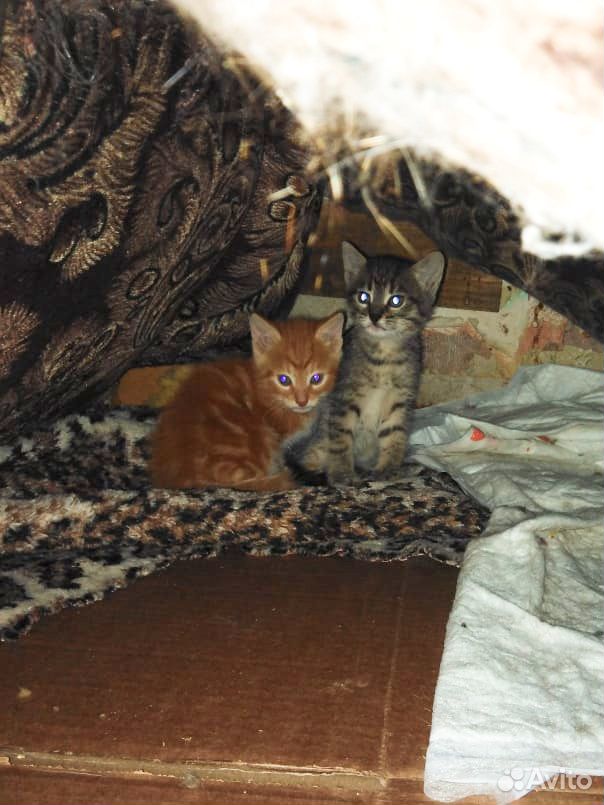 Котята: рыжий мальчик и пёстрая девочка купить на Зозу.ру - фотография № 4
