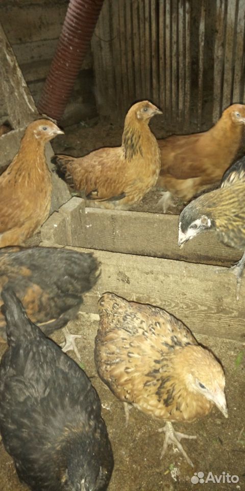 Цыплята,молодняк кур, индюшата купить на Зозу.ру - фотография № 5