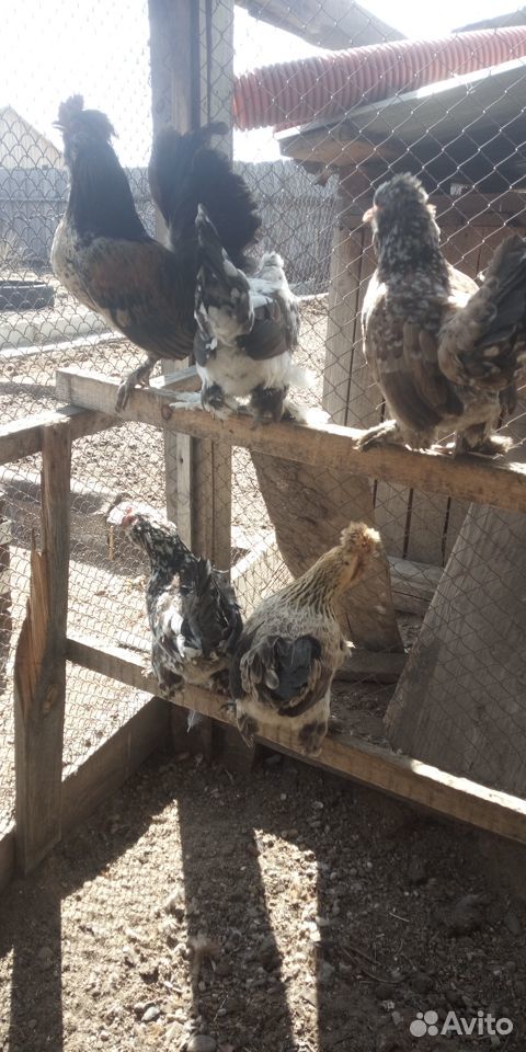 Цыплята,молодняк кур, индюшата купить на Зозу.ру - фотография № 8