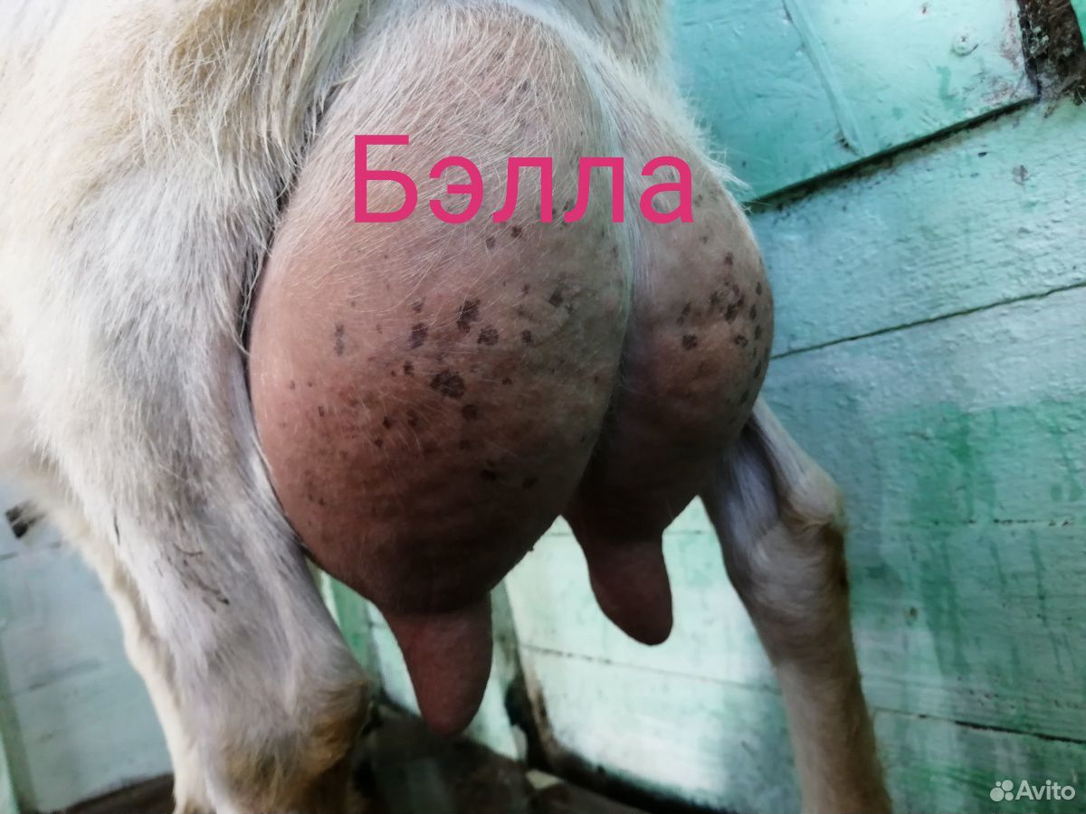 Дойные козы, высокоудойные купить на Зозу.ру - фотография № 1