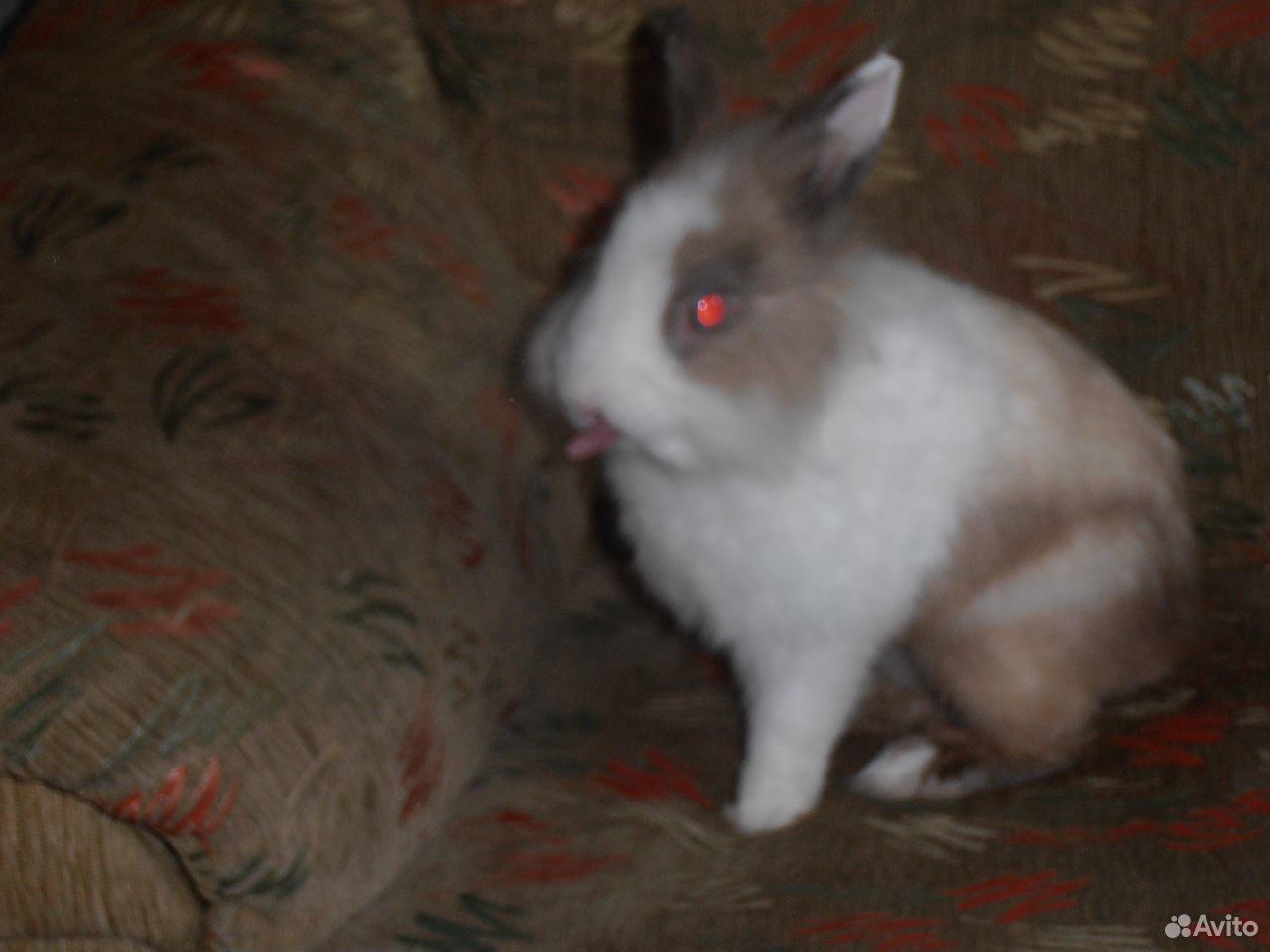 Карликовый кролик (львиноголовый) вязка купить на Зозу.ру - фотография № 1