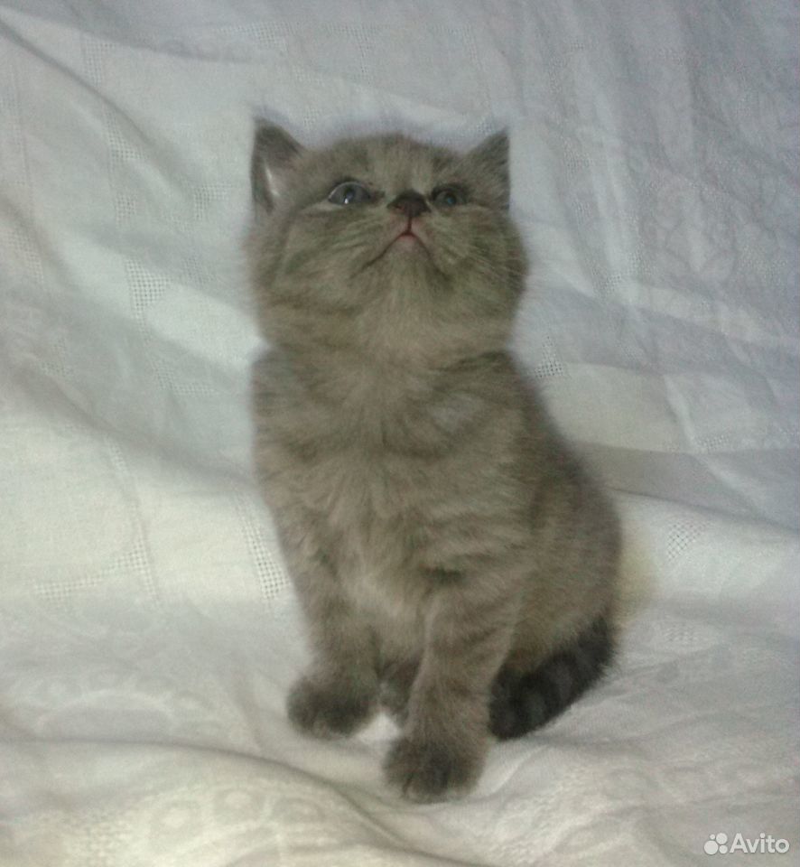 Котенок Муся в заботливые руки (1 месяц) купить на Зозу.ру - фотография № 5