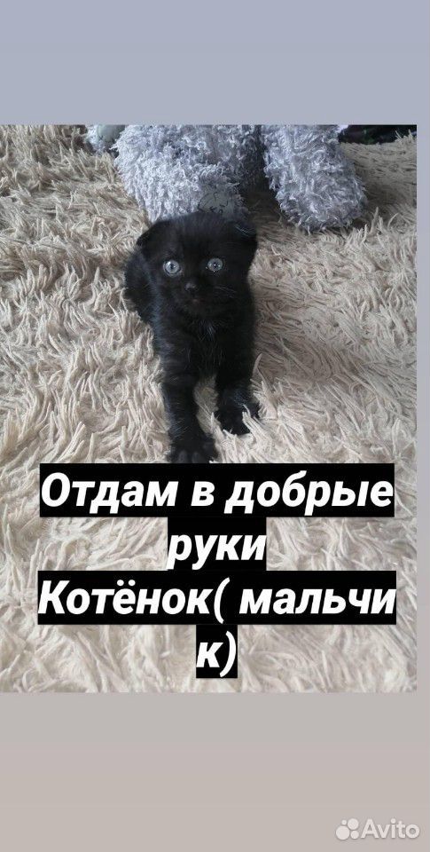 Милый кот купить на Зозу.ру - фотография № 1