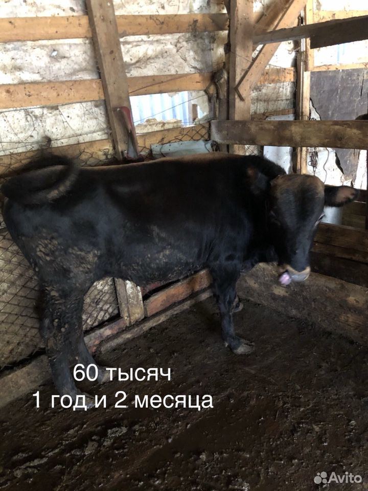 Корова, бык, телята купить на Зозу.ру - фотография № 6