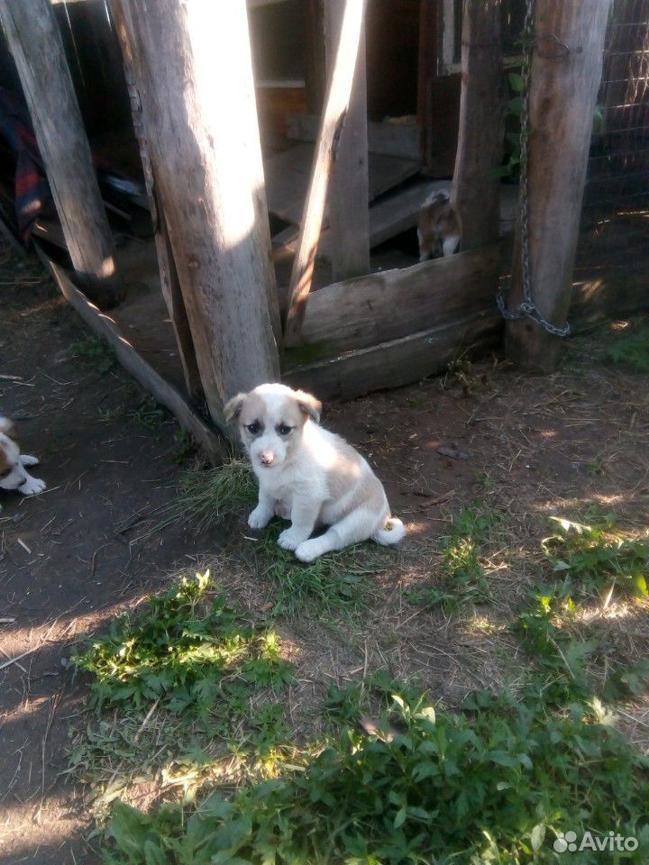 Собачки ищут хозяина купить на Зозу.ру - фотография № 3