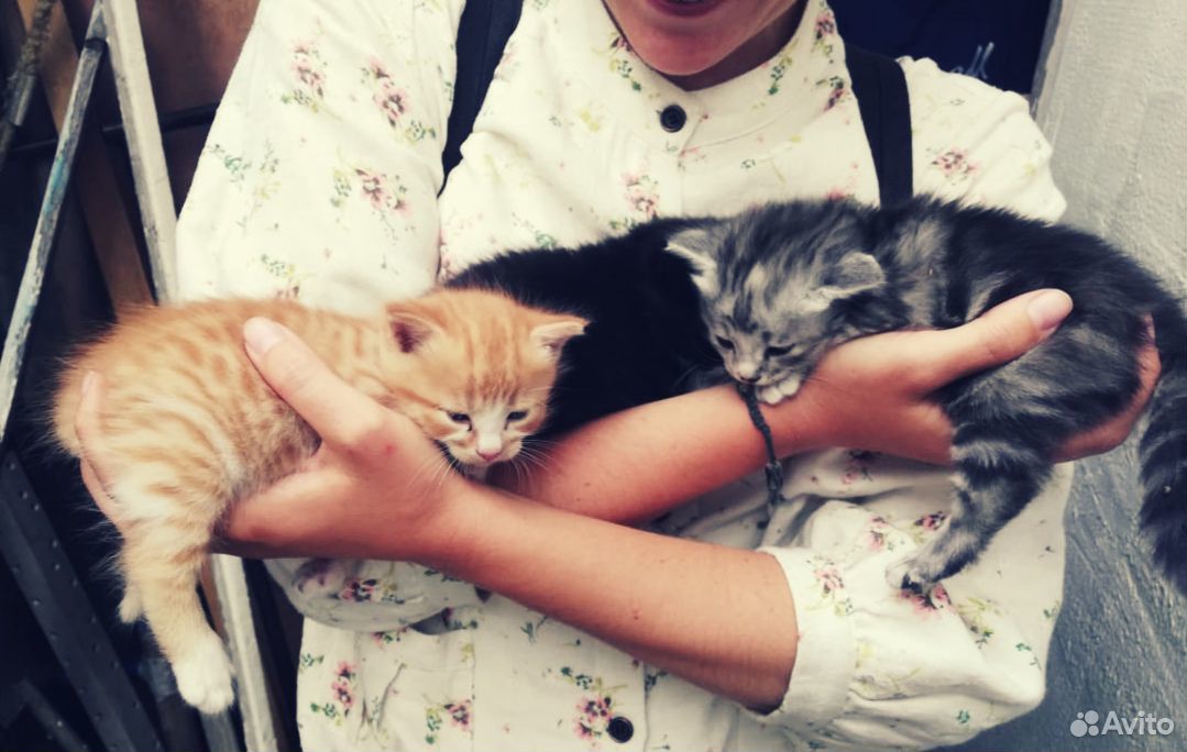 Отдадим котят в добрые руки купить на Зозу.ру - фотография № 1