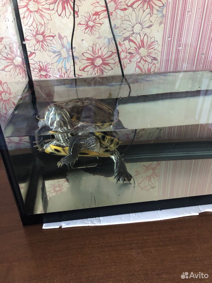Отдадим черепаху, с аквариумом купить на Зозу.ру - фотография № 1