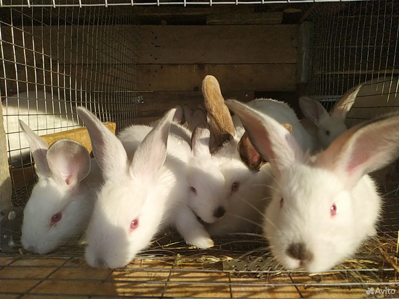 Кролики калифорнийская порода. Молодняк купить на Зозу.ру - фотография № 2