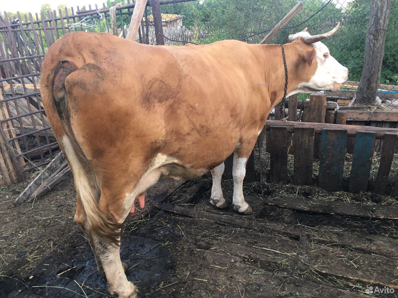 Продается дойная молочная корова купить на Зозу.ру - фотография № 2