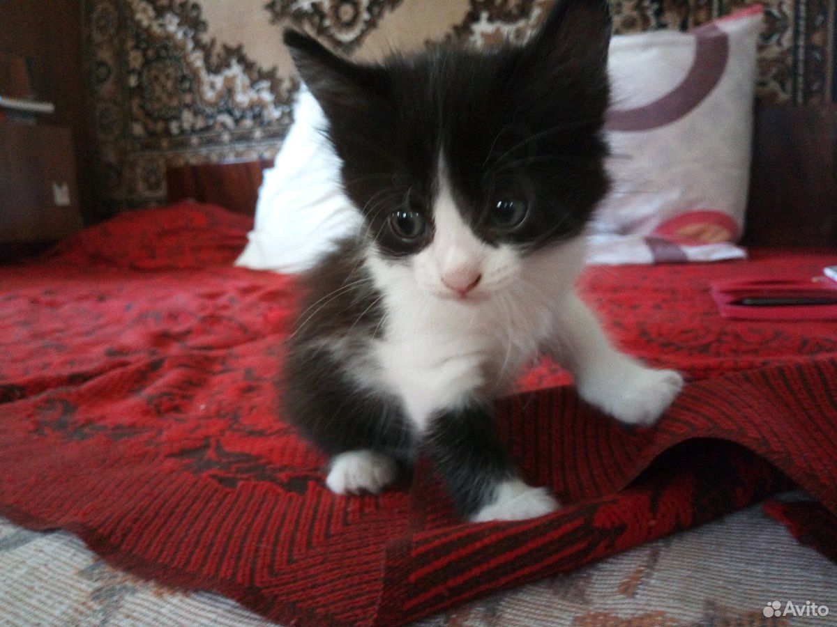 Котенок черно-белый купить на Зозу.ру - фотография № 5