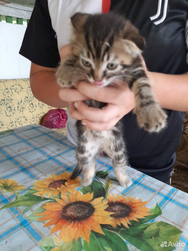 Породистый котик купить на Зозу.ру - фотография № 2
