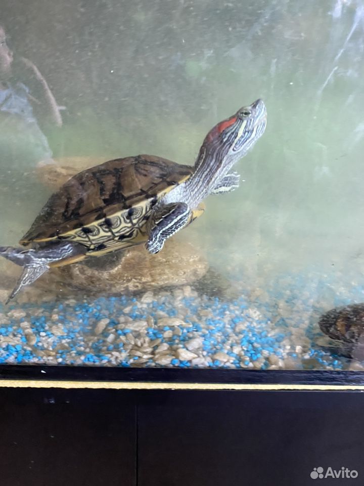 Аквариум и две красноухие черепахи купить на Зозу.ру - фотография № 2