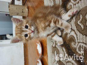Породистые котята в добрые руки купить на Зозу.ру - фотография № 6
