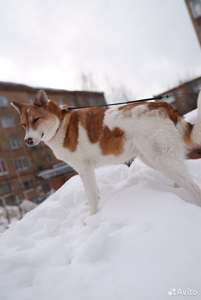 Адель - собака из приюта ищет дом купить на Зозу.ру - фотография № 4