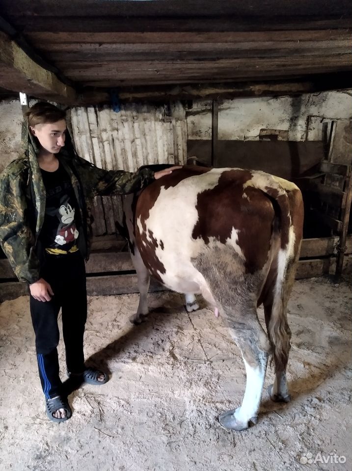 Корова купить на Зозу.ру - фотография № 8
