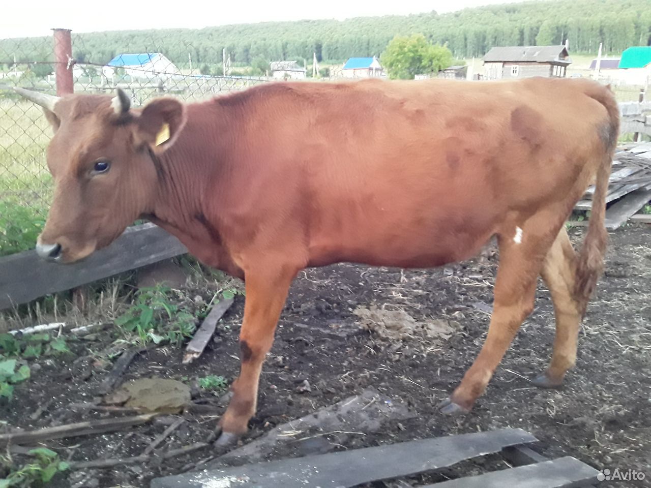 Продам корову с теленком(бычок, на подсосе).Есть т купить на Зозу.ру - фотография № 1