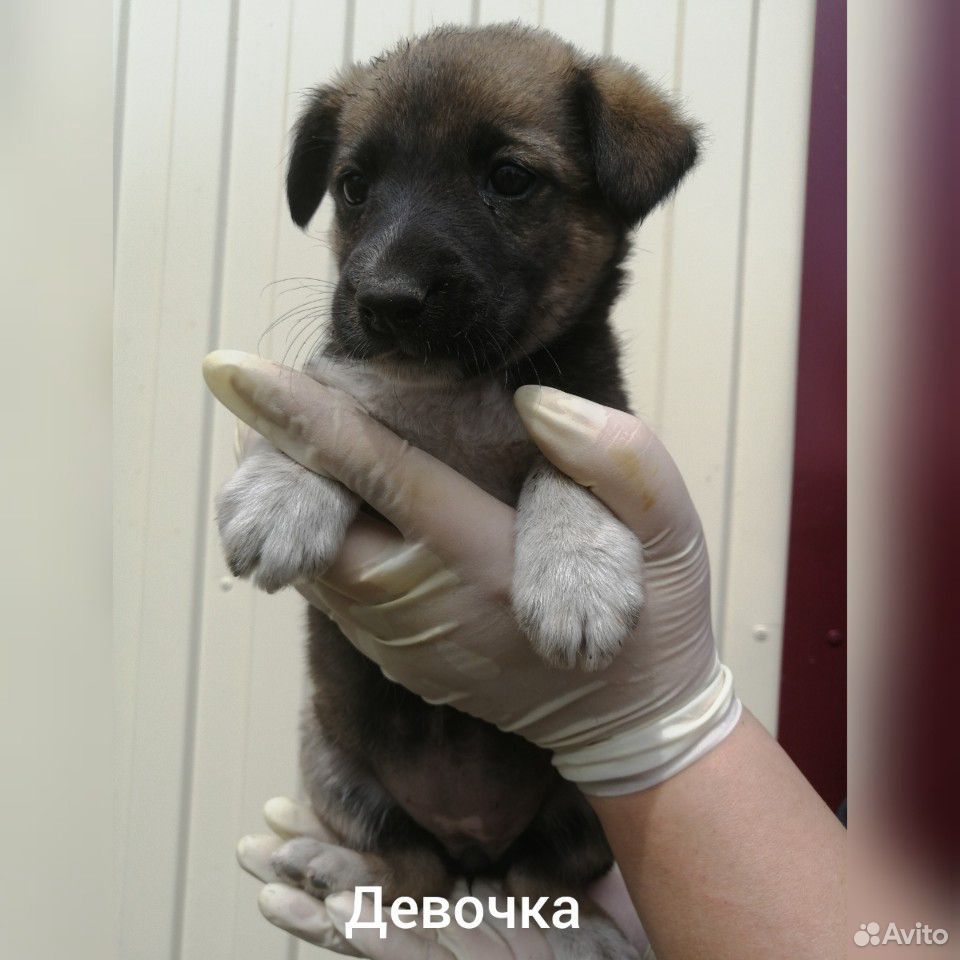 Отдадим щеночков купить на Зозу.ру - фотография № 3