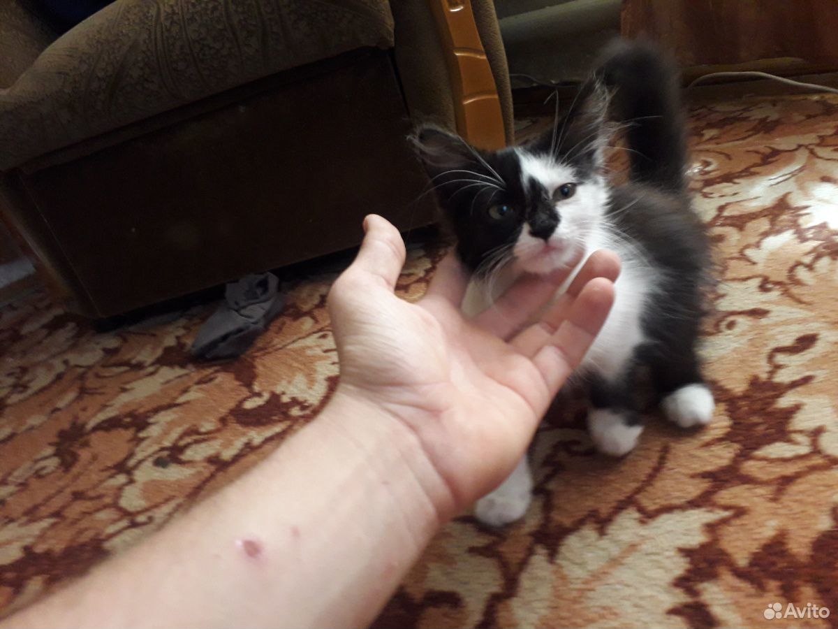 Кот в добрые руки купить на Зозу.ру - фотография № 1