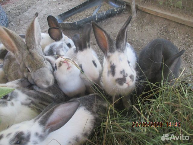 Продам кроликов купить на Зозу.ру - фотография № 9