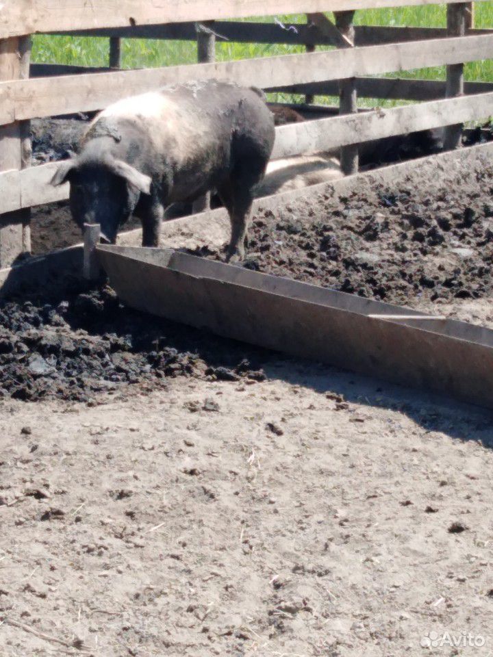 Свиньи вес 120 кг купить на Зозу.ру - фотография № 2