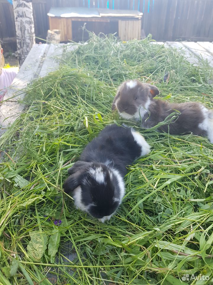Продам кроликов французских баранов купить на Зозу.ру - фотография № 2