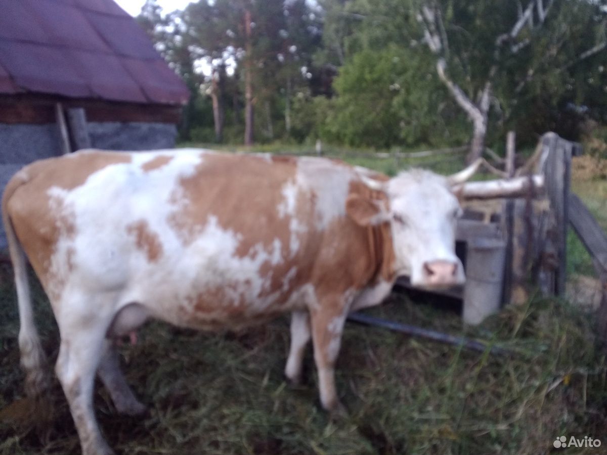 Продам корову 2телком купить на Зозу.ру - фотография № 2
