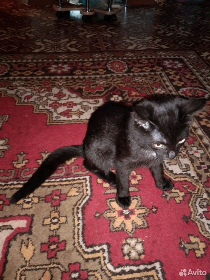 Чёрный котик купить на Зозу.ру - фотография № 2